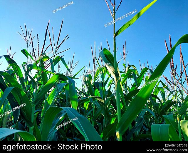 Corn heads on a the field