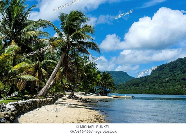 White sand beach with palm trees, Pohnpei (Ponape), Federated States of Micronesia, Caroline Islands, Central Pacific, Pacific