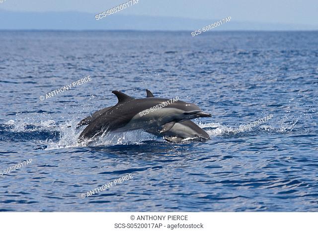 A pair of Short-beaked Common Dolphin, Delphinus delphis, porpoising, Costa Rica, Pacific Ocean