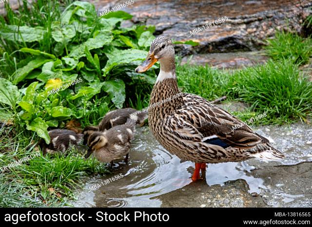Ducks mom, 3 chicks, mallards