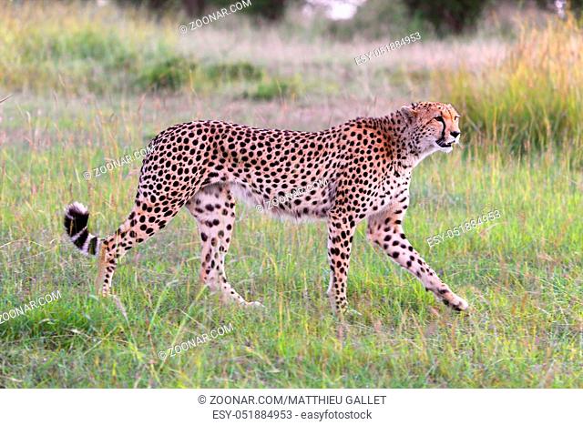 beautiful young cheetah at the masai mara national park kenya