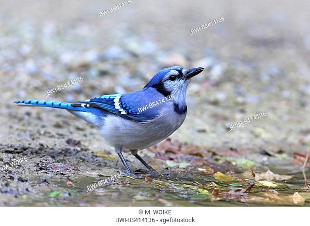 blue jay (Cyanocitta cristata), standing at a drinking place, Canada, Ontario, Point Pelee National Park