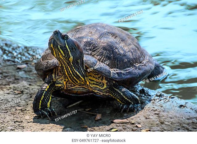Turtle tortoise taking a bath in the sun to get warm
