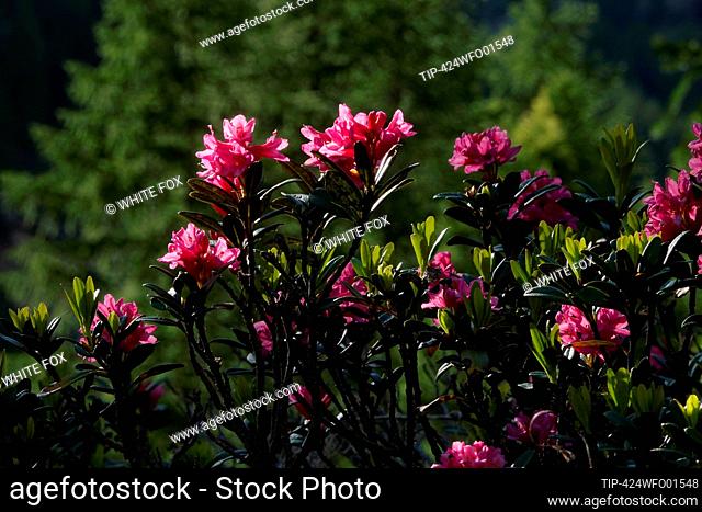 Italy, Aosta Valley, Valsavarenche, rhododendron