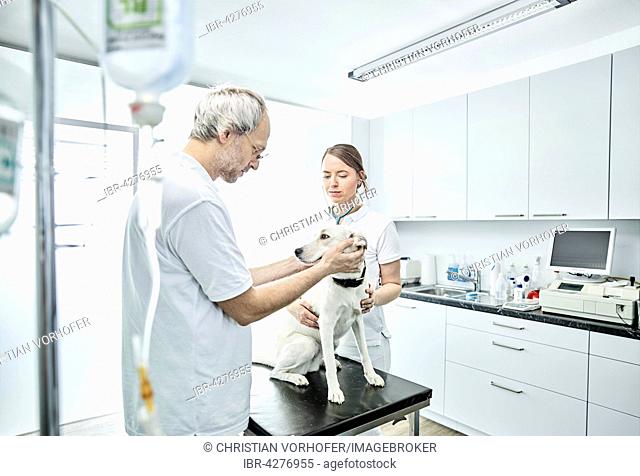 Vets examining dog in veterinary practice, Austria