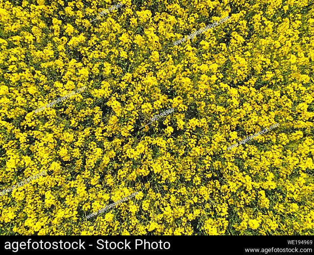 blooming yellow rapeseed field, shooting sunny summer day