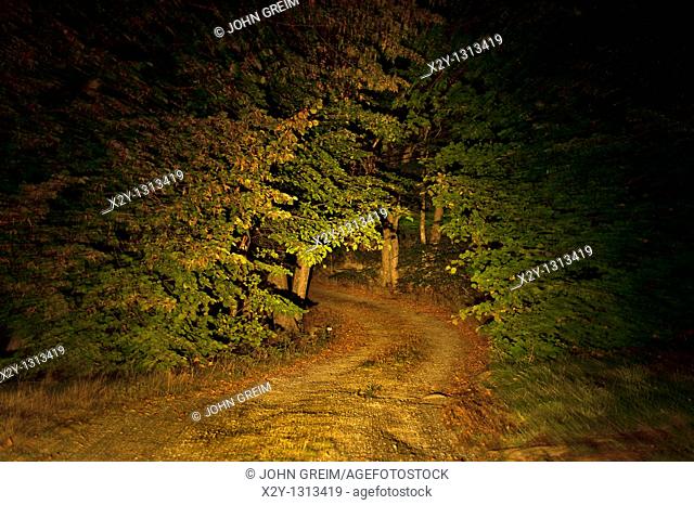 Remote unpaved country road through forest trees at night