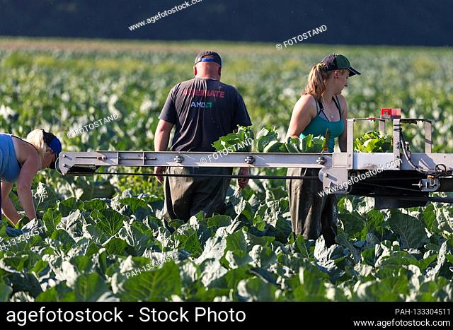 Markendorf, Germany June 23, 2020: Symbolic images - 2020 Cauliflower harvest in a field of the Biewener vegetable farm. In the picture: In the foreground a...