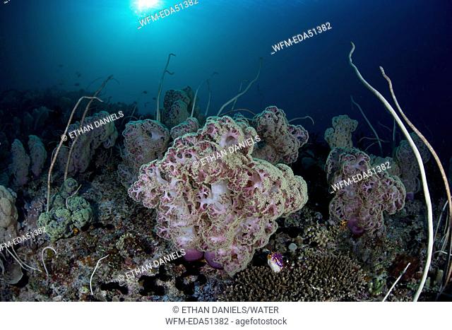 Soft Corals Reef, Dendronephthya mucronata, Misool, West Papua, Indonesia