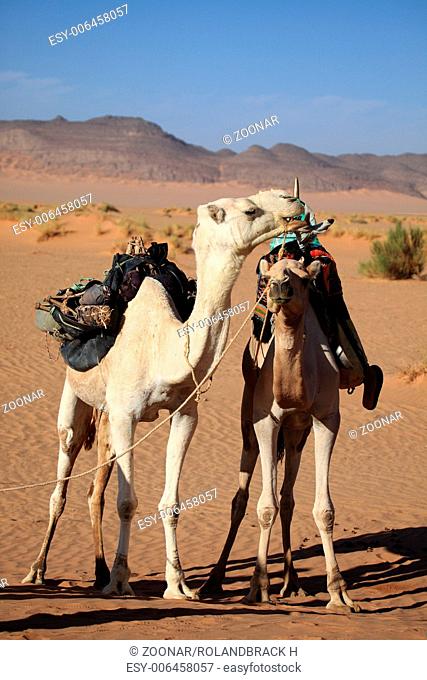 Tuareg in the Desert