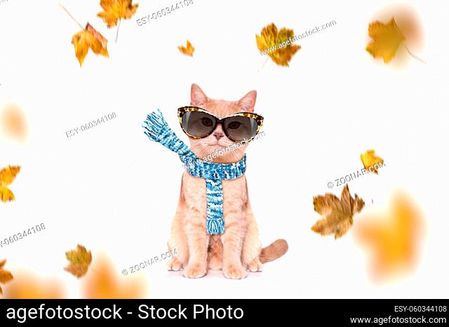 sausage dachshund dog waiting for owner to play and go for a walk with leash, isolated on white background in autumn or fall with leaves and windy