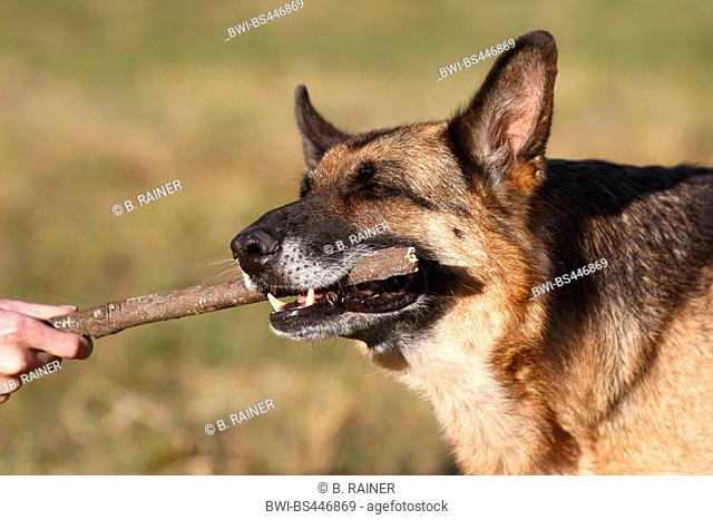 German Shepherd Dog (Canis lupus f. familiaris), eight years old German Shepherd female with a stick in the mouth, portrait, Germany
