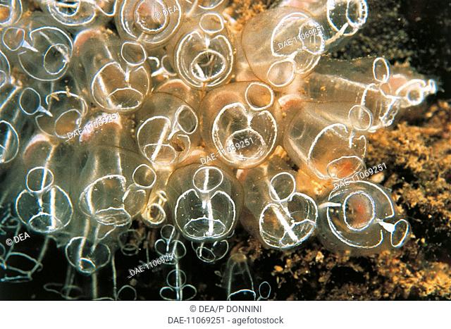 Sea squirt (Clavelina lepardiformis)