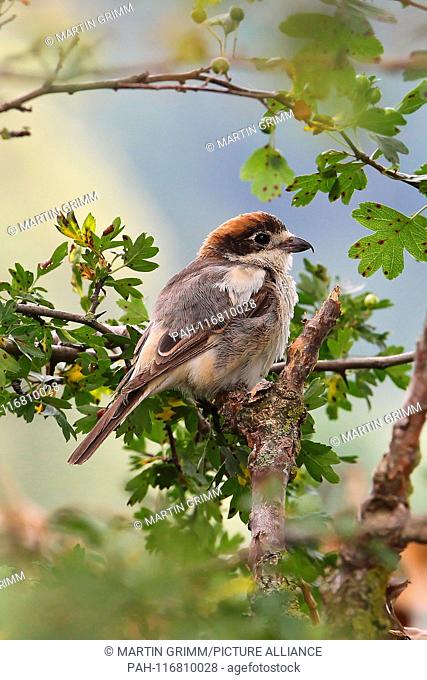 Woodchat Shrike (Lanius senator), male perched in hedgerow, Bavaria, Germany | usage worldwide. - /Bayern/Germany