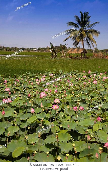 Lotus flowers (Nelumbo), Thap Cham, Ninh Thuan, Vietnam