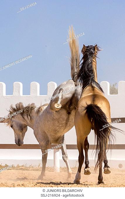 Arabian-Barb and Barb Horse. Two young stallions (gray and dun) playfighting. Tunisia