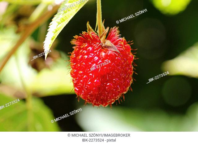 The extremely rare, endemic Hawaiian Raspberry, Hawaiian name: Akala (Rubus hawaiiensis), found in Volcanoes National Park, Big Island of Hawaii, USA
