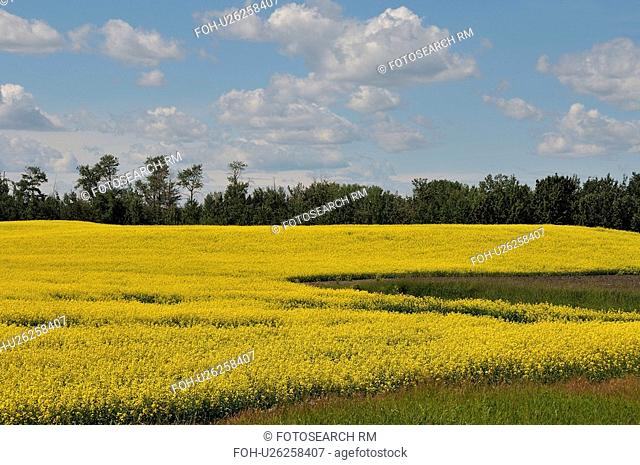 flower horozontal image farm field planted crop