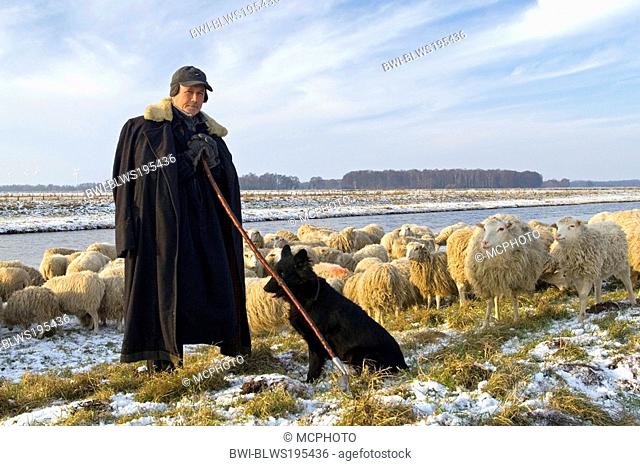 domestic sheep Ovis ammon f. aries, shepherd with sheepdog on a dyke of lake Duemmer See, Germany, Lower Saxony
