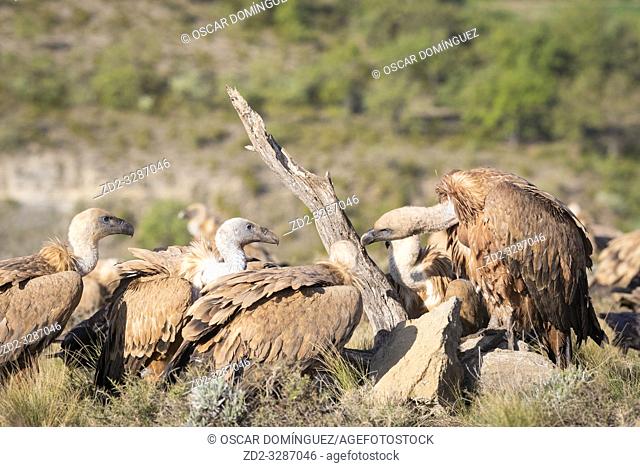 Griffon Vultures (Gyps fulvus) interacting. Lleida province. Catalonia. Spain