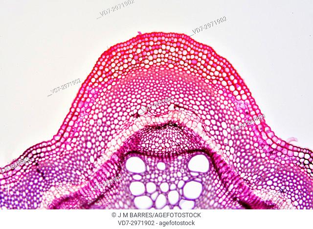 Sclerenchyma in clematis stem. Optical microscope X100