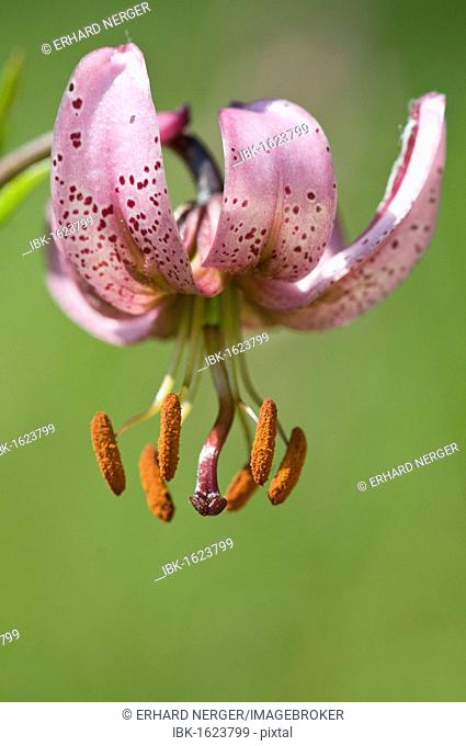 Martagon or Turk's Cap Lily (Lilium martagon)