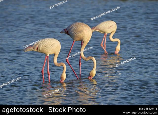 group of common flamingos or pink flamingo (Flamingo) in the natural reserve of the Fuente de Piedra lagoon in Malaga. Andalusia, Spain