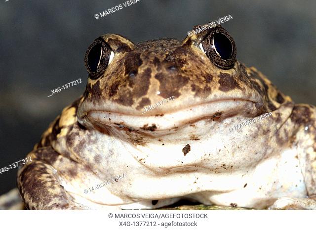 Western Spadefoot Toad Pelobates cultripes