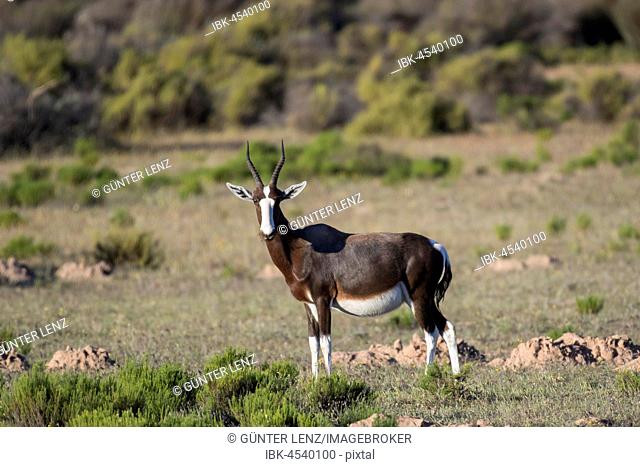 Bontebok (Damaliscus pygargus), Bushmans Kloof Wilderness Reserve, Private Game Reserve, Bushmans Kloof Wilderness Reserve, Private Game Reserve, Western Cape