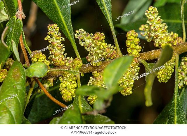 Wax Myrtle Myrica cerifera Flowers and Leaves in Corolla, NC, USA
