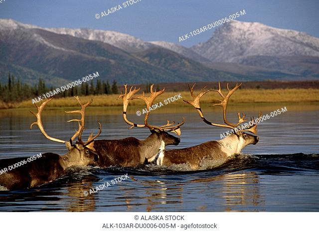 Caribou herd swimming across Kobuk River Arctic Alaska Autumn Kobuk Valley National Park