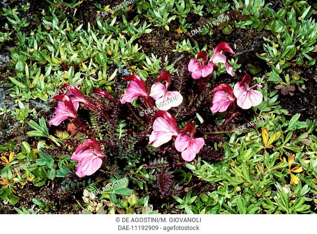 Kerner's lousewort (Pedicularis kerneri), Scrophulariaceae