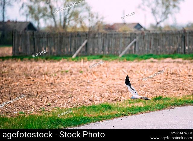 Male Of Montagu's Harrier Bird Landing On Meadow Near Old Wooden Fence