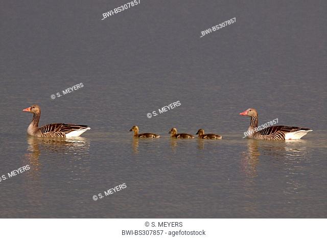greylag goose (Anser anser), family with three chicks swimming on a lake in a row, Germany