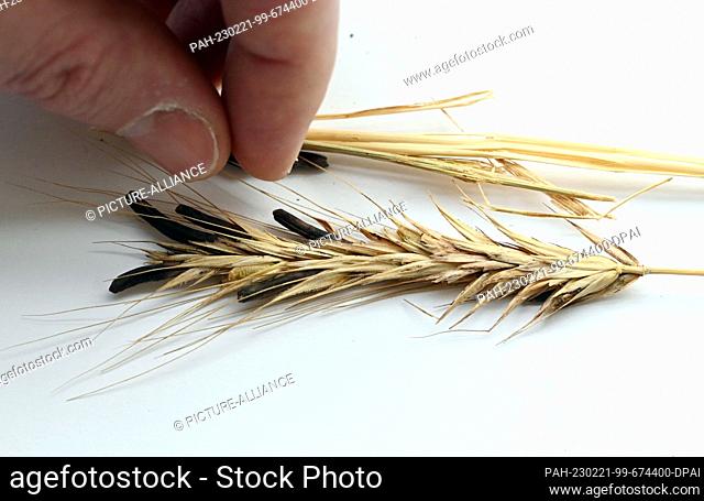 PRODUCTION - 01 February 2023, Baden-Württemberg, Karlsruhe: The sclerotium of the ergot fungus (Claviceps purpurea) is shown on an ear of rye at the...