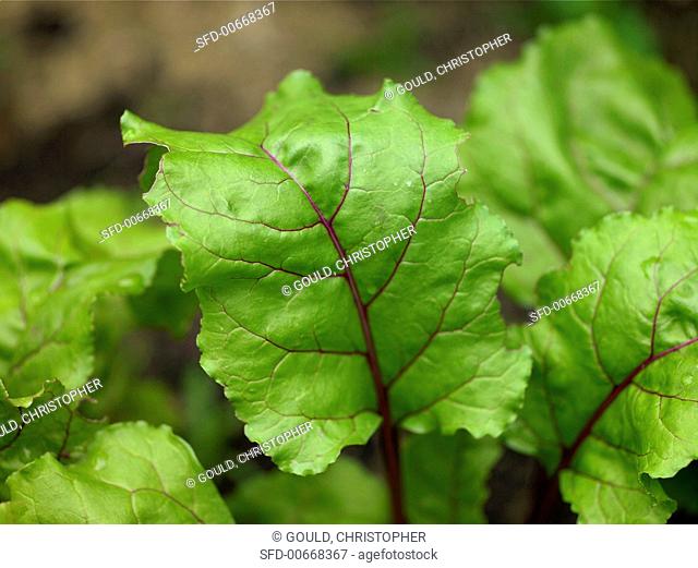 Close Up of Red Leaf Lettuce
