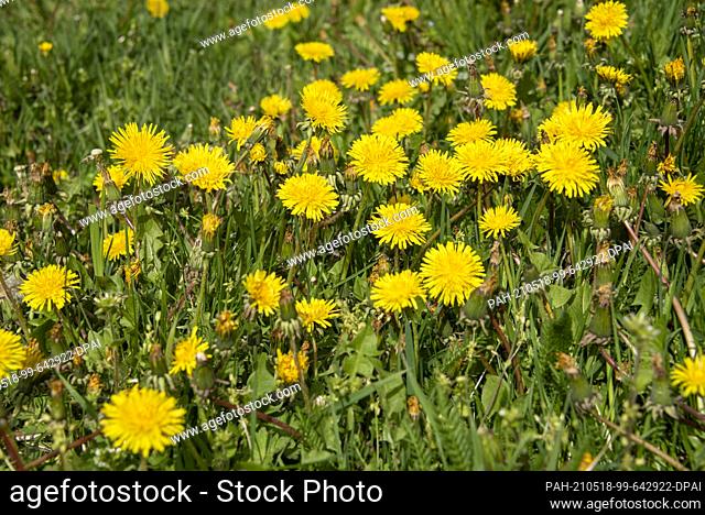 05 May 2021, Saxony-Anhalt, Magdeburg: Dandelions are blooming in a meadow. What not everyone knows: the entire plant is edible