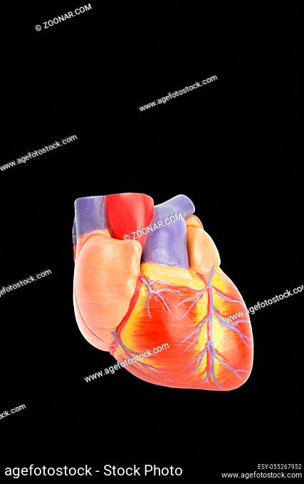 Plastic model of human heart isolated on black background