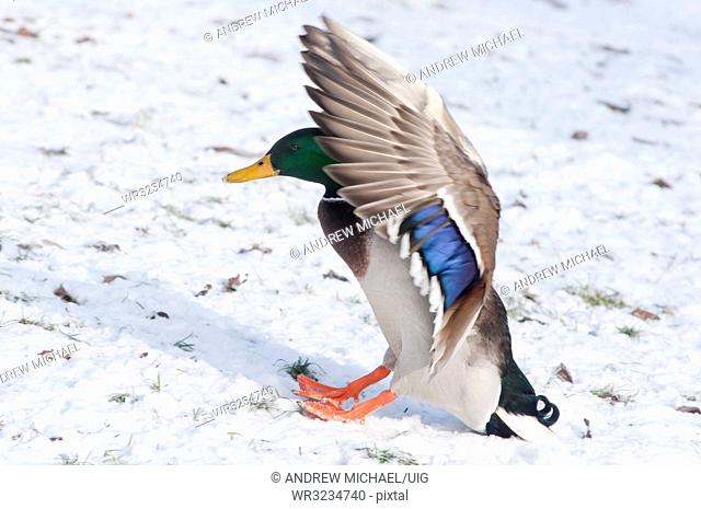A Mallard drake landing on the snow in a wintry Worcestershire. England