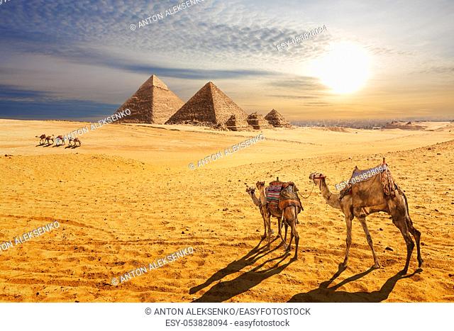 Sunset desert scenery, beautiful view of the Pyramids of Giza and camels, Egypt