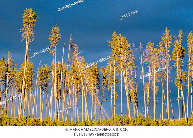 Ponderosa pine trees (Pinus ponderosa). Regeneration following forest fires. Yellowstone National Park. Wyoming. USA