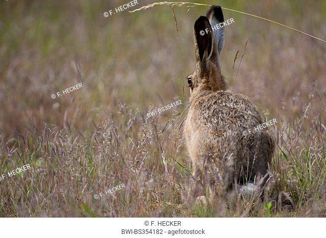 European hare, Brown hare (Lepus europaeus), sitting in a meadow, Germany