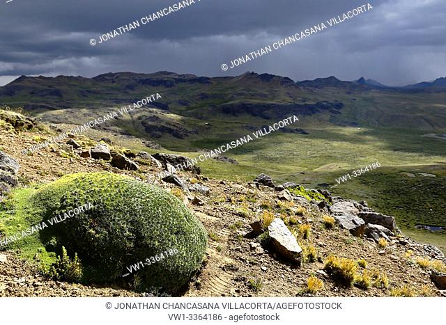Andean plant (plantago rigida) found in its natural environment in the heights of Huancavelica