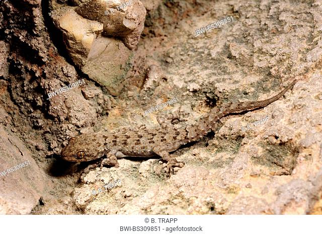 Kotschy's gecko (Mediodactylus kotschyi, Cyrtodactylus kotschyi), climbing on a wall, Greece, Kythira