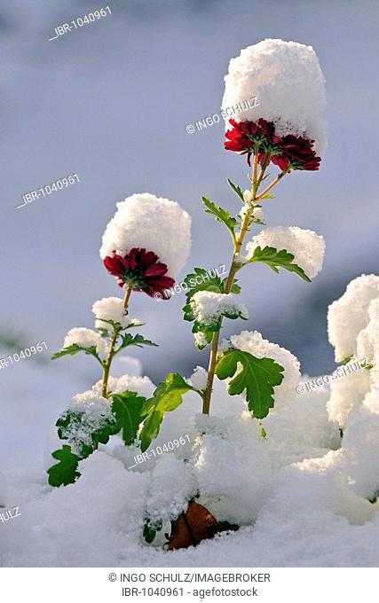 Backlit marguerite covered in snow