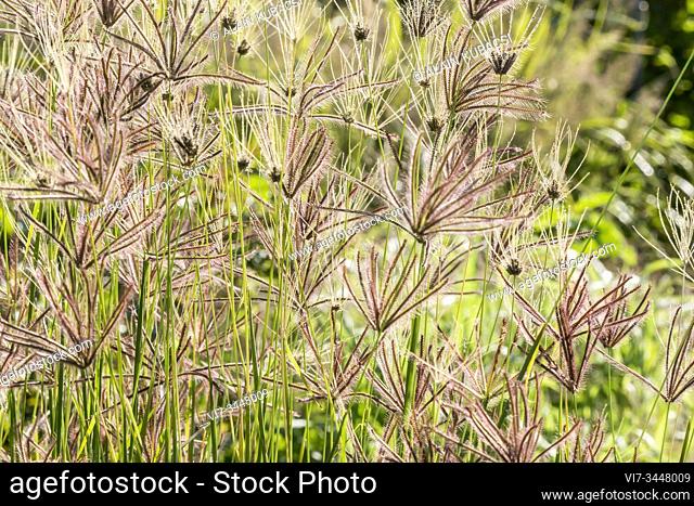 Bermuda Grass / Cynodon dactylon