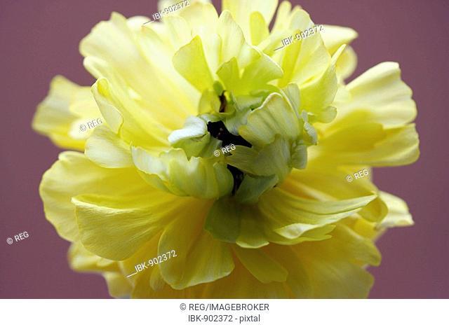 Persian Buttercup (Ranunculus asiaticus), yellow flower