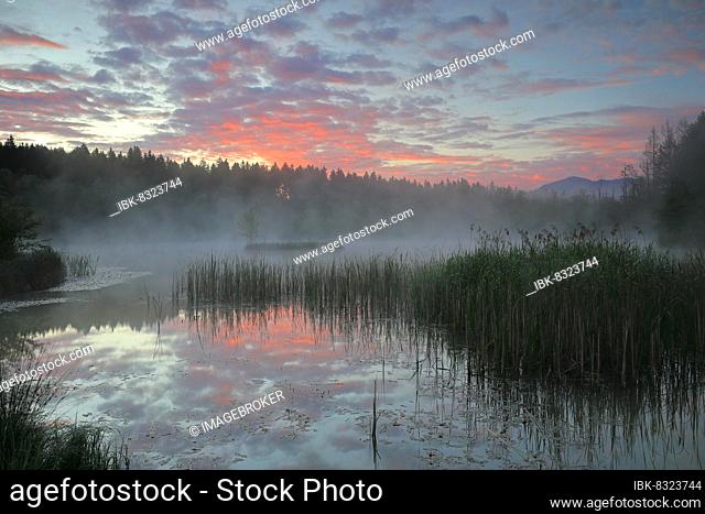 Moorland lake with morning glow, fog, common reed (Phragmites australis), birch (Betula), birch family (Betulaceae), mixed forest, Murnauer moss, Murnau