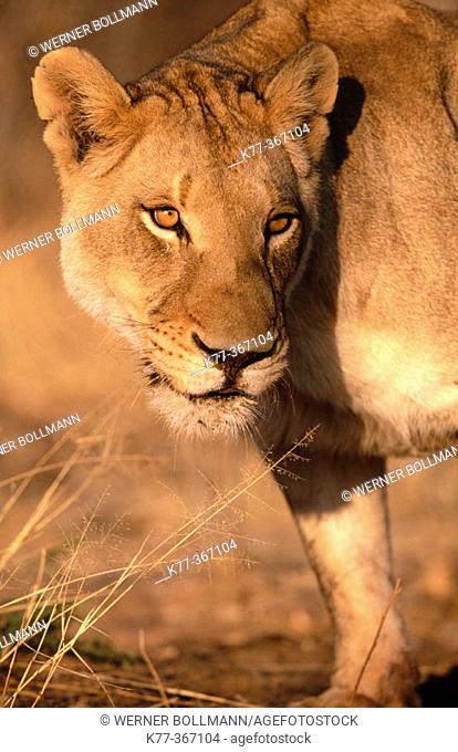 Lioness (Panthera leo) in captivity. Game Farm. Namibia