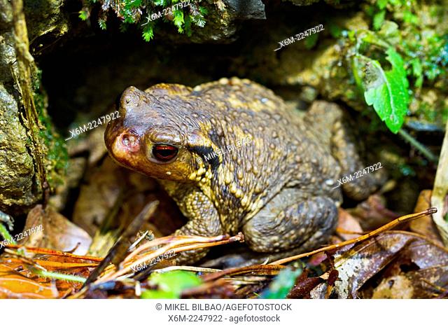Commom toad or european toad (Bufo bufo). Irati Forest. Navarre, Spain. Europe